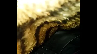 Punheta gay